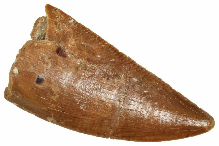 Serrated Raptor Tooth - Real Dinosaur Tooth #371476